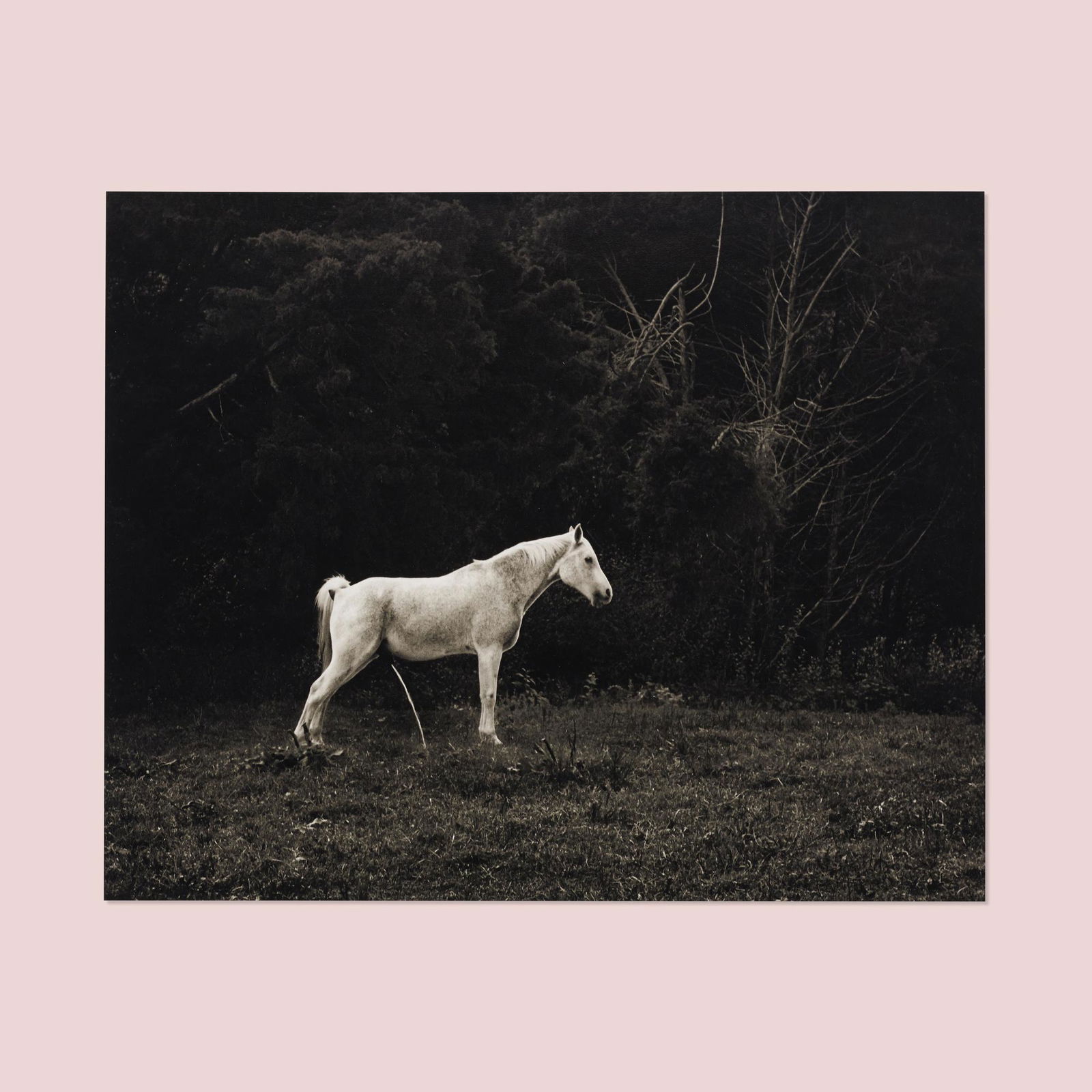 Chehalis Deane Hegner, Sally Mann's Horse Peeing: Chehalis Deane Hegner Sally Mann's Horse Peeing USA, 2012gelatin silver print 20.5 h × 24 w in (52 × 61 cm) Signed, titled, dated, numbered and inscribed to verso '3/20 Peeing Hors