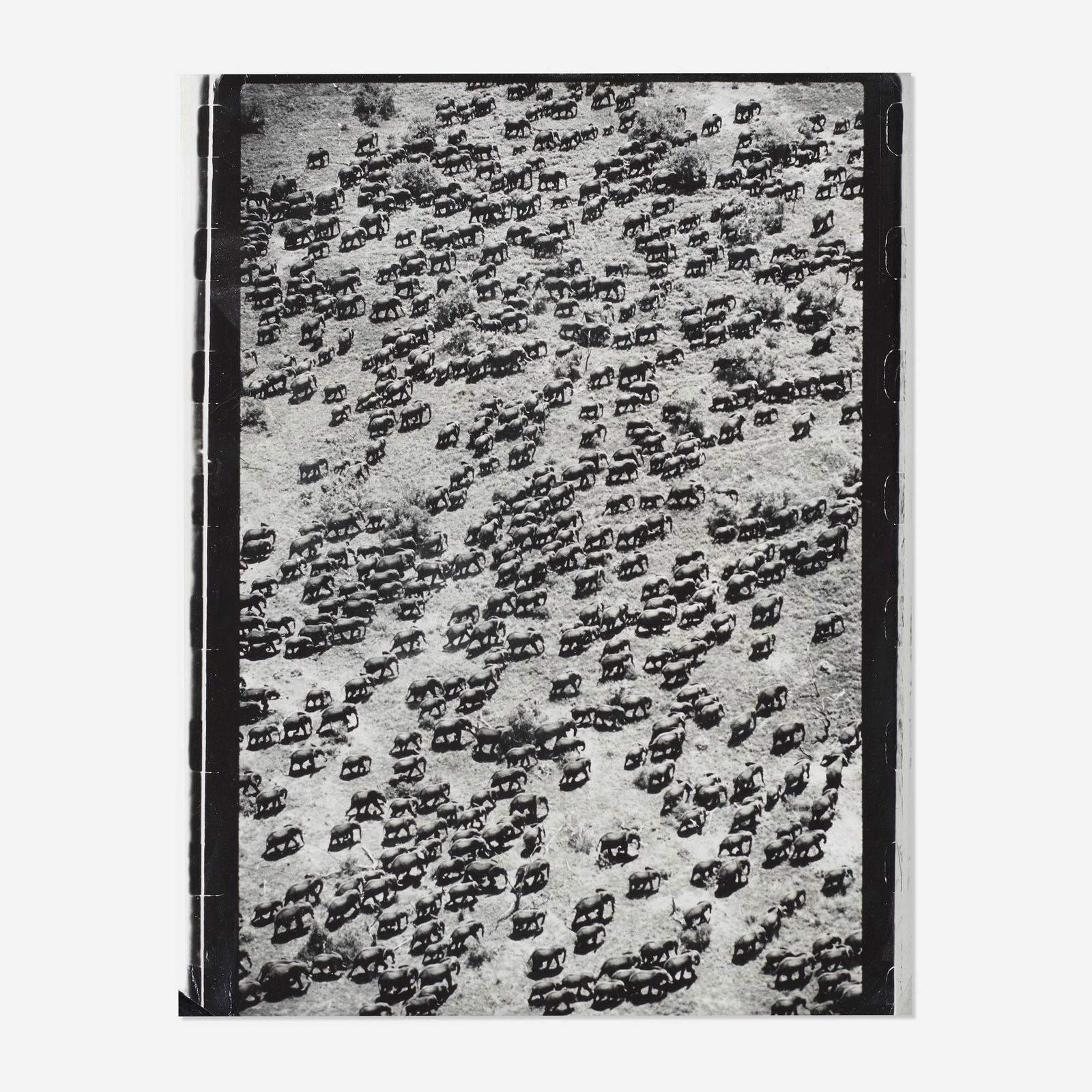 Peter Beard, Untitled: Peter Beard Untitled (from The End of the Game: Last Word from Paradise) 1976gelatin silver print sheet: 11 h × 13.75 w in (28 × 35 cm) image: 9 h × 13.5 w in (23 × 34 cm)<