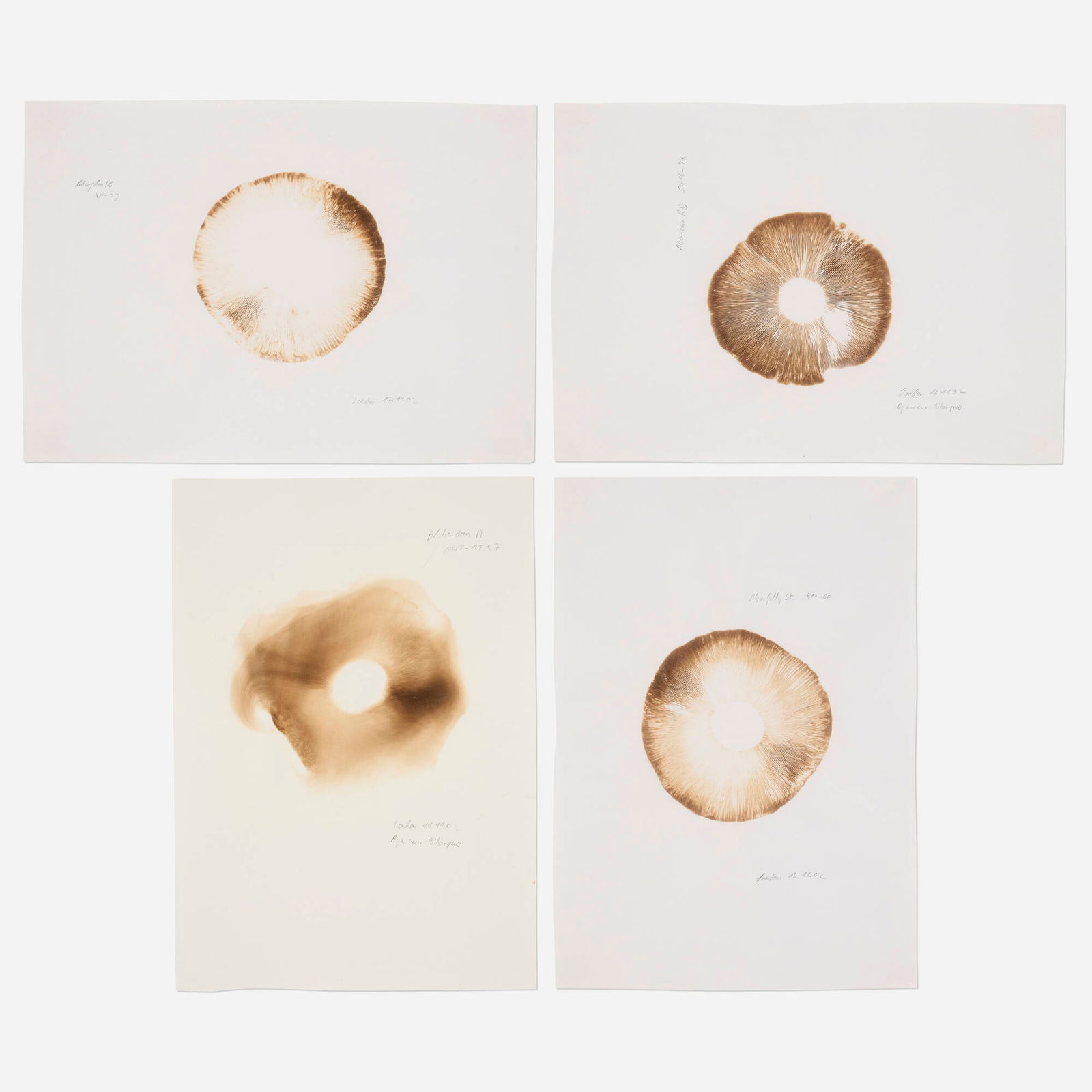 Klaus Weber, Agaricus bitorquis (four works): Klaus Weber Agaricus bitorquis (four works) 2002mushroom spores and graphite on paper 8.25 h x 11.5 w in (21 x 29 cm) 11.5 h x 8.25 w in (29 x 21 cm) Titled and dated to each work 'Abercain