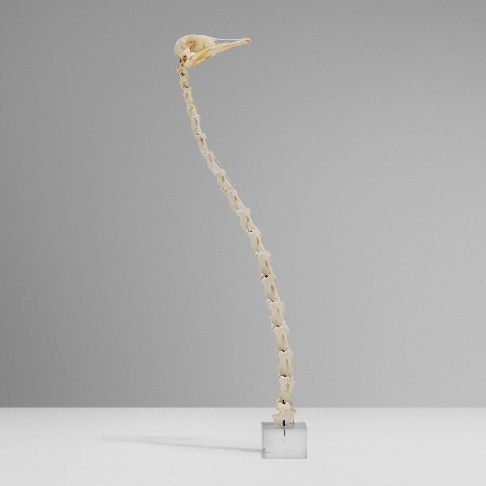 Douglas Little, Untitled (Ostrich vertebrae) (1 of 4)