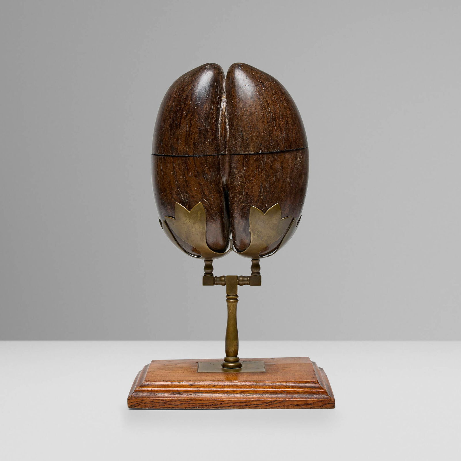 Seychellois, Coco de mer (fertility nut) lidded box: Seychellois Coco de mer (fertility nut) lidded box Republic of Seychelles, early 20th centurycoco de mer nut, brass, oak 20.5 h x 12 w x 8.625 d in (52 x 30 x 22 cm) Box features a hinged lid