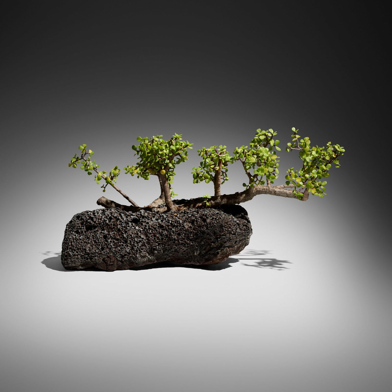 Elephant bush bonsai tree: Elephant bush bonsai tree Elephant bush, pumice planter 15 h x 30 w x 14 d in (38 x 76 x 36 cm) Provenance: JF Chen, Los Angeles This work will ship from Los Angeles, California.