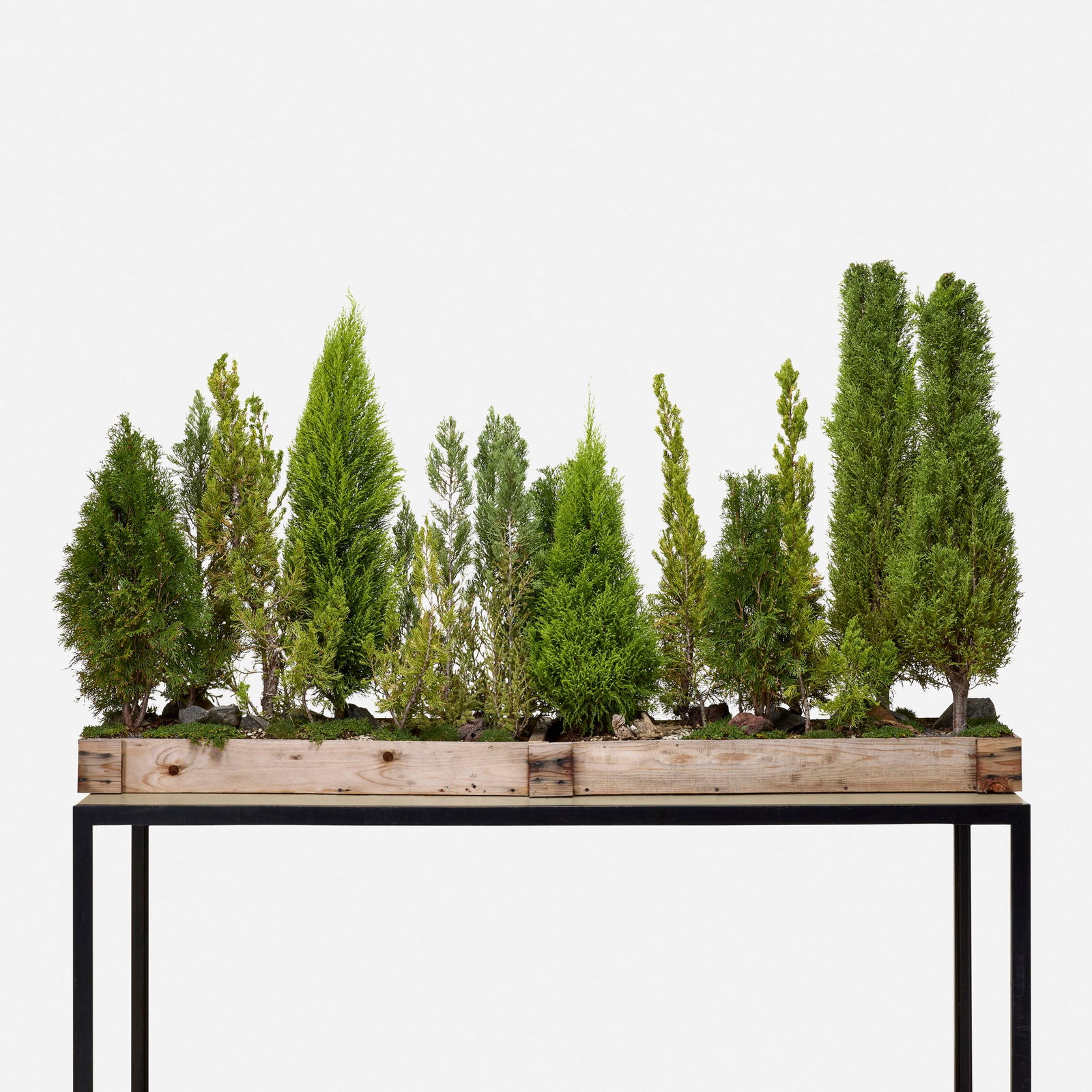 Multi-pine bonsai forest: Multi-pine bonsai forest live spruces, pine wood box, soil 57 h x 99 w x 22 d in (145 x 251 x 56 cm) Forest includes Monterey pine, cyprus, Hollywood juniper, and arborvitae. Provenance: JF Chen
