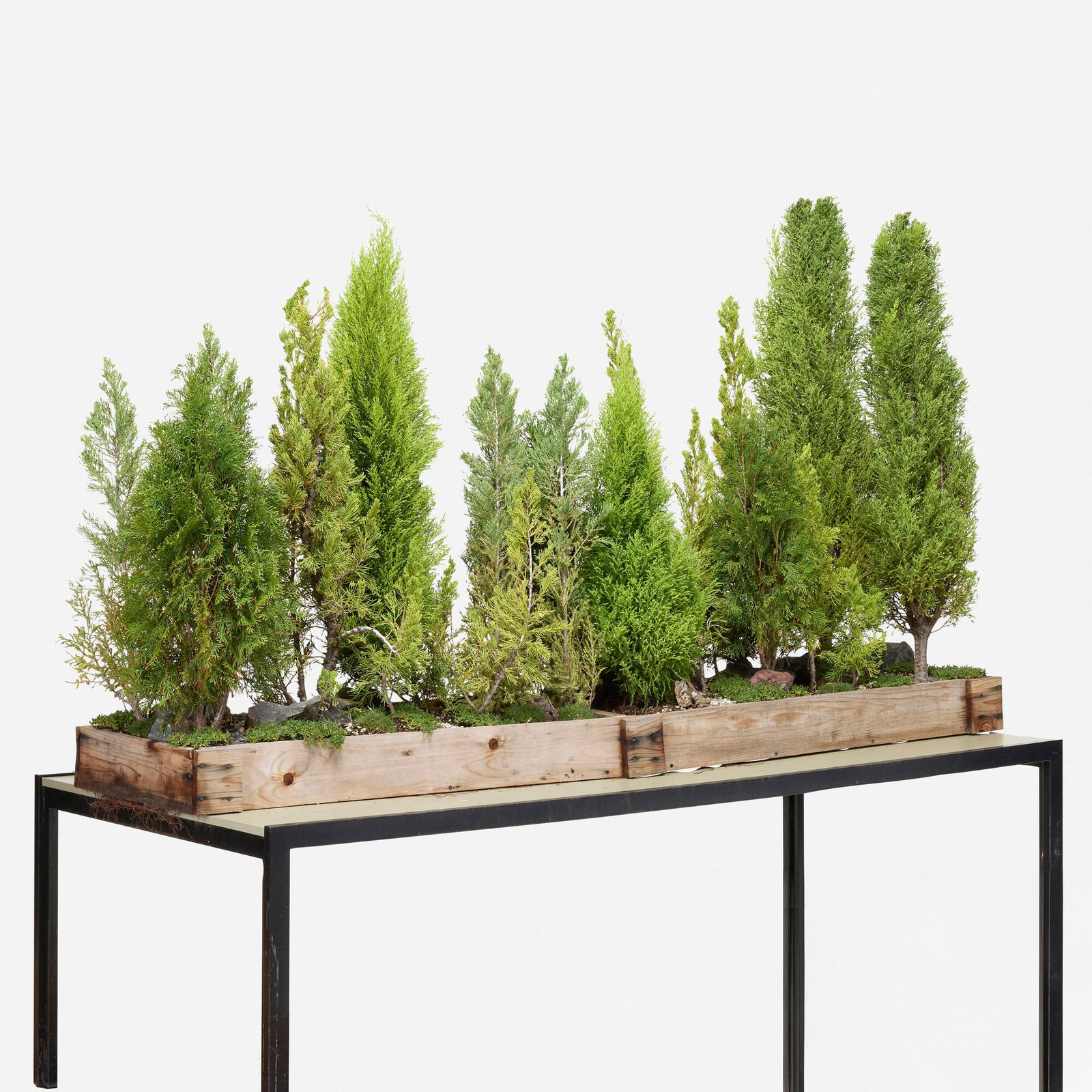 Multi-pine bonsai forest - 2