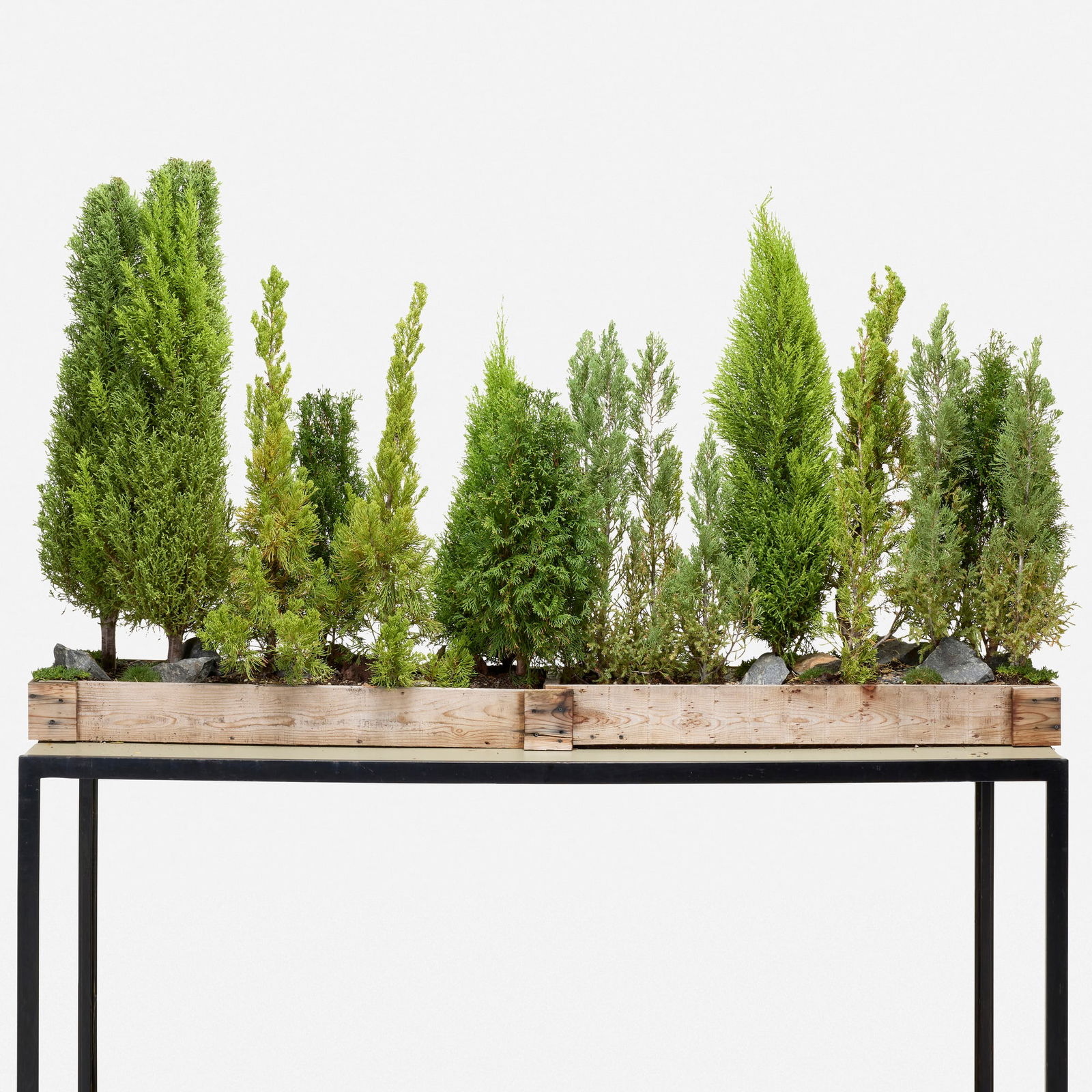 Multi-pine bonsai forest - 3