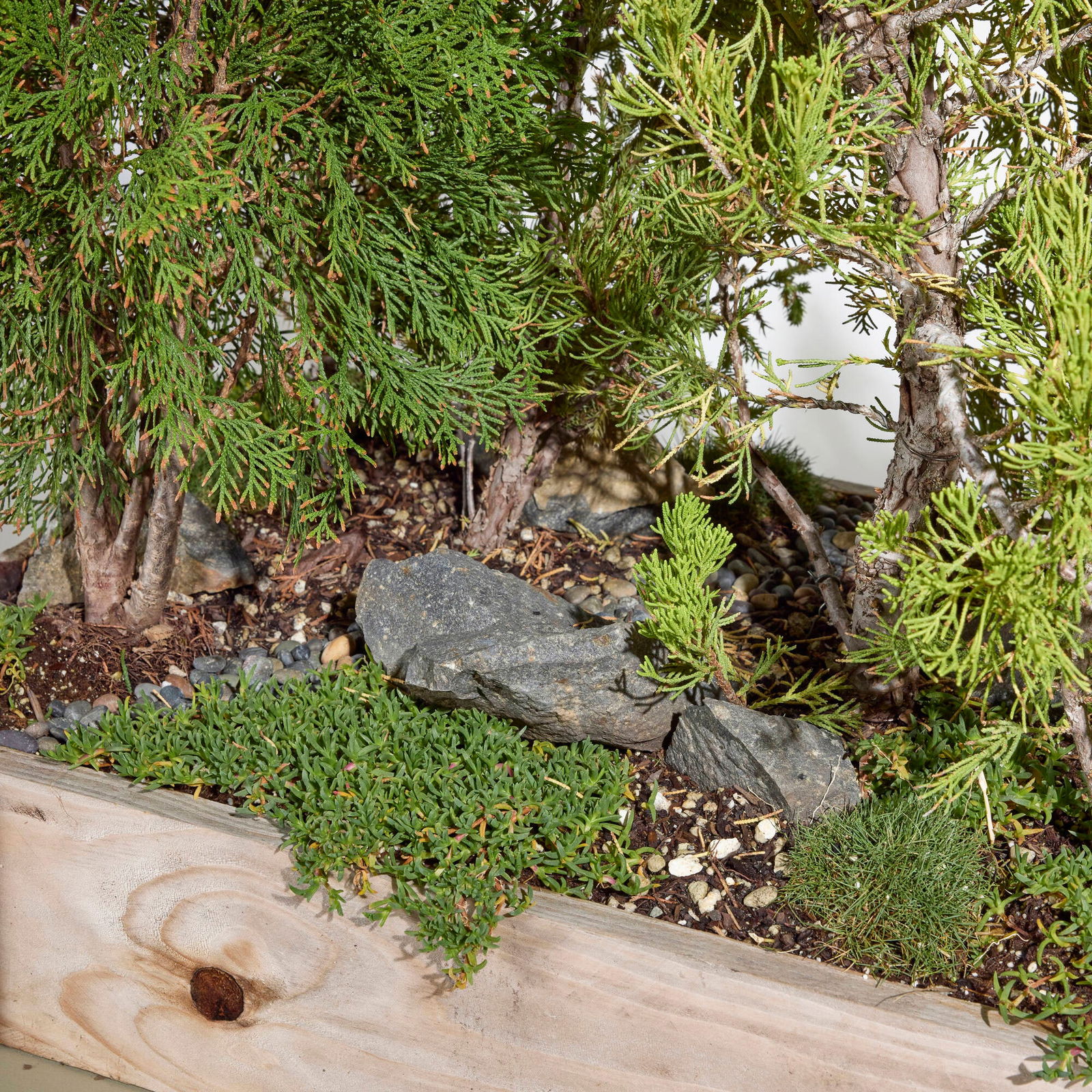 Multi-pine bonsai forest - 4