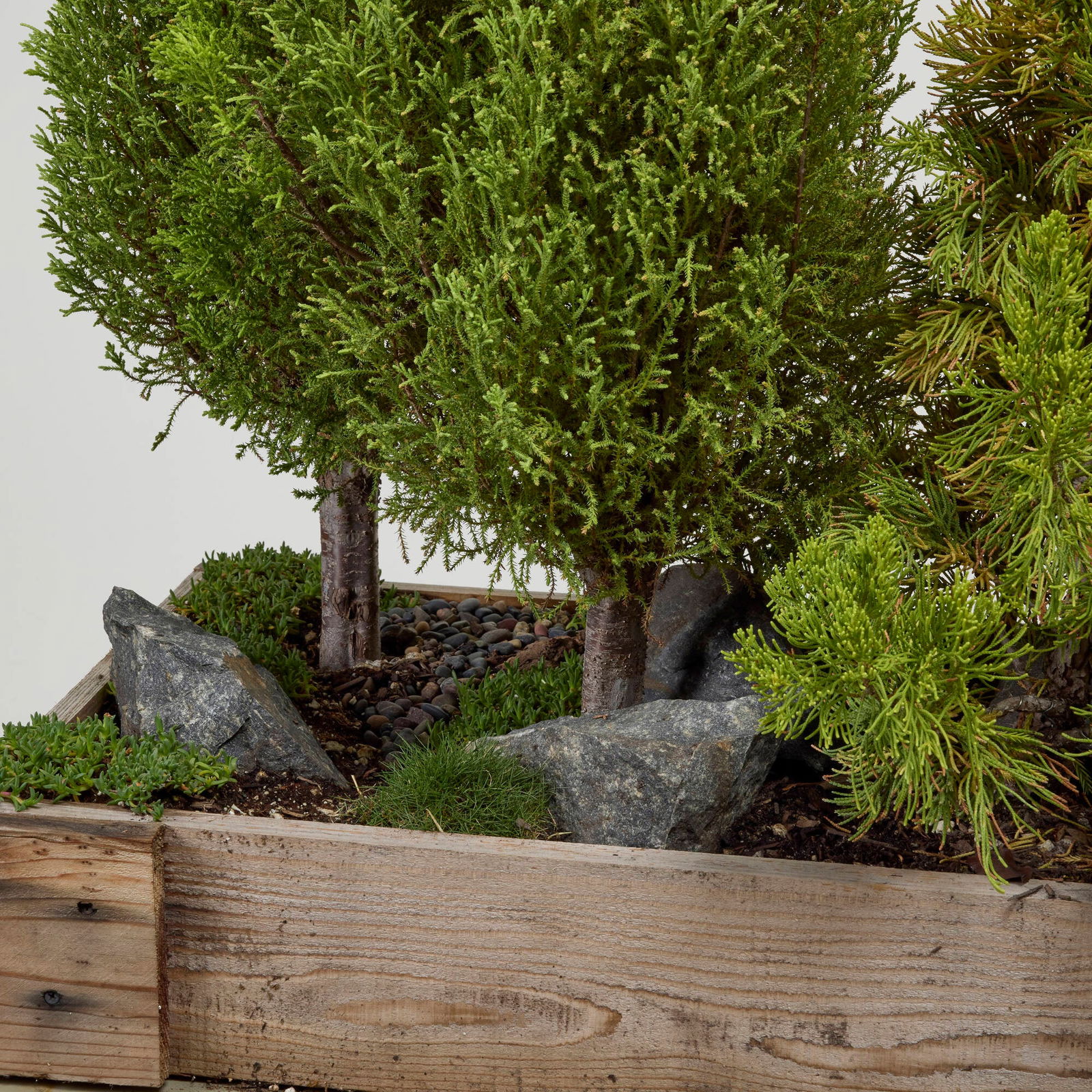 Multi-pine bonsai forest - 5