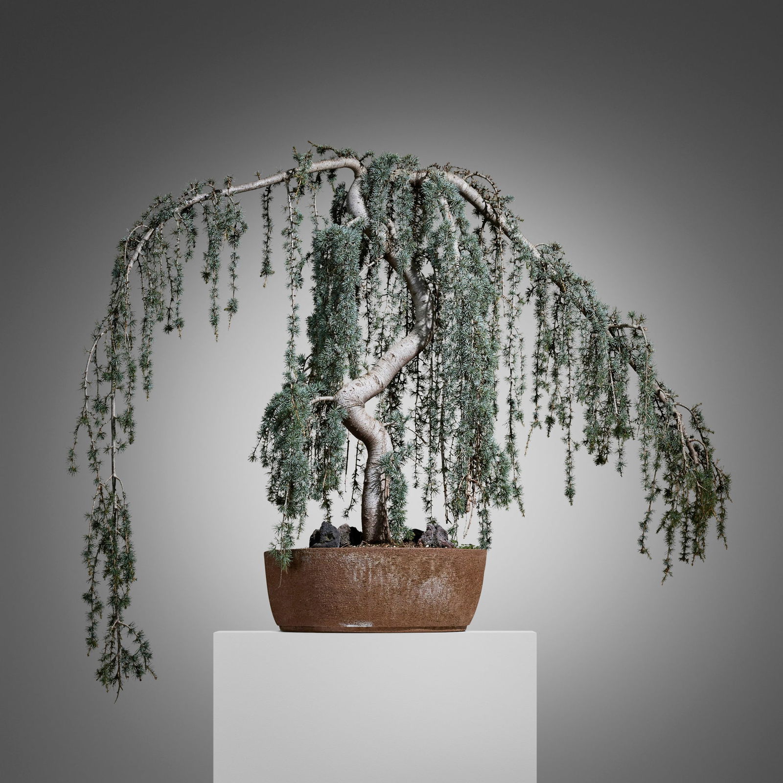Hans Sumpf Co., Scratch pot with serpentine weeping Blue Atlas cedar bonsai: Hans Sumpf Co. Scratch pot with serpentine weeping Blue Atlas cedar bonsai USA, c. 1970 glazed stoneware, Blue Atlas cedar, soil 68 h x 102 w x 34 d in (173 x 259 x 86 cm) Provenance: JF Chen, Los