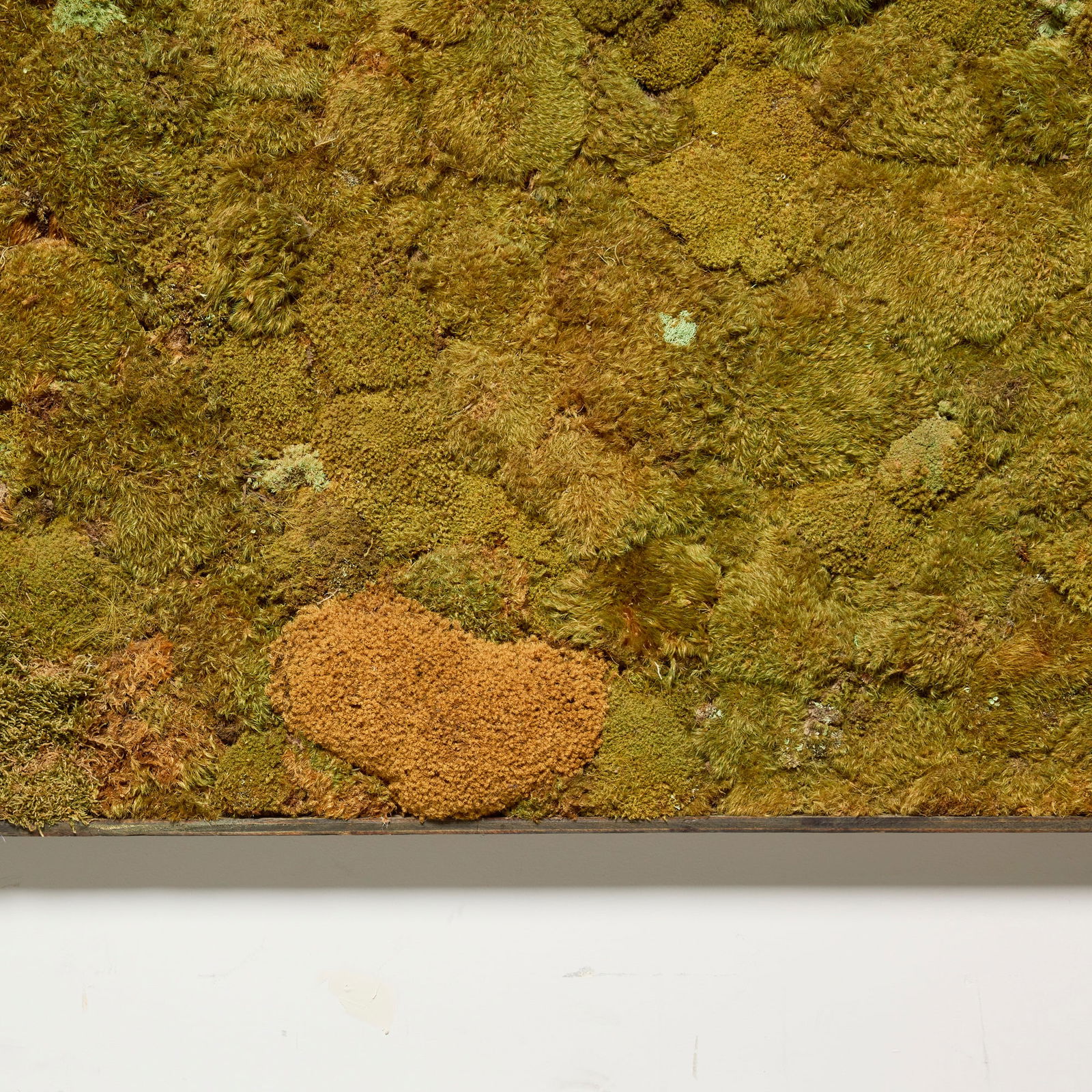 Contemporary, Moss wall - 3