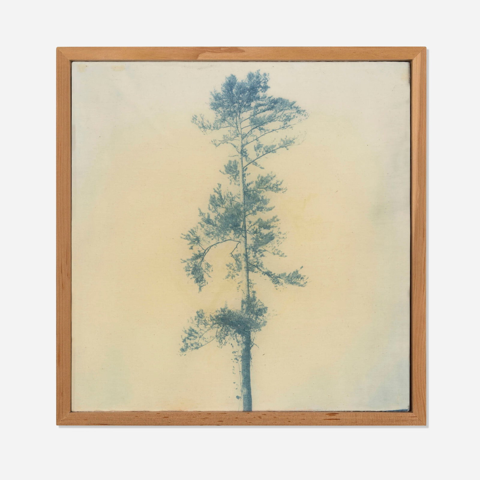 Brenda Perry-Herrera, Untitled (Tree): Brenda Perry-Herrera Untitled (Tree) 2017 resin over cyanotype on cotton mounted to wood in artist's frame 13.25 h x 13 w x 2.375 d in (34 x 33 x 6 cm) Signed and dated 'Brenda Perry 2017&