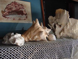 Antique Sea Shell Collection including literally  - 2