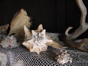 Antique Sea Shell Collection including literally  - 3