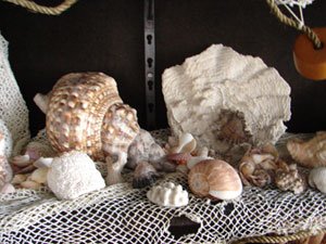 Antique Sea Shell Collection including literally  - 4