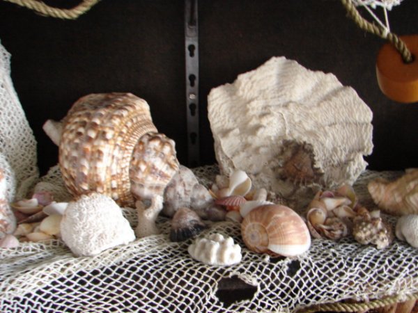 Antique Sea Shell Collection including literally  - 5