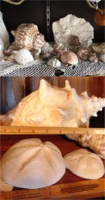 Antique Sea Shell Collection including literally  - 6