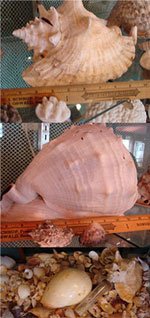 Antique Sea Shell Collection including literally  - 7