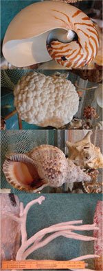 Antique Sea Shell Collection including literally  - 8