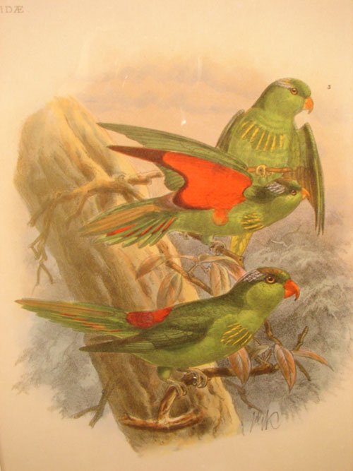 Keulemans Hand Colored Lithograph Print of Birds 