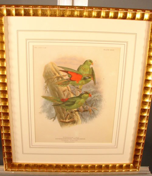 Keulemans Hand Colored Lithograph Print of Birds  - 2