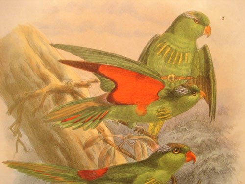 Keulemans Hand Colored Lithograph Print of Birds  - 3