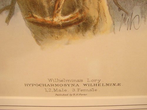 Keulemans Hand Colored Lithograph Print of Birds  - 4