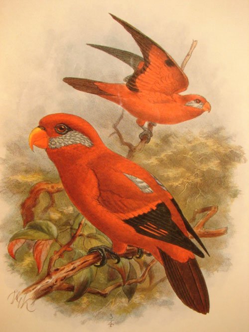 Keulemans Hand Colored Lithograph Print of Birds