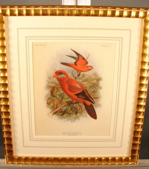 Keulemans Hand Colored Lithograph Print of Birds - 2