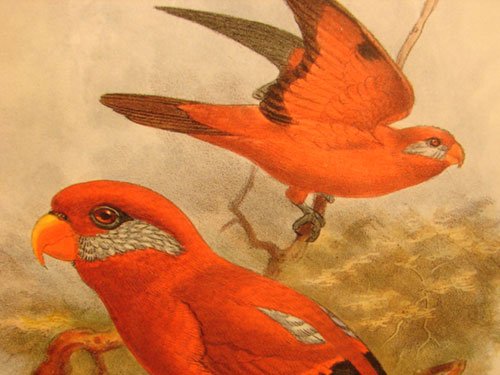 Keulemans Hand Colored Lithograph Print of Birds - 3