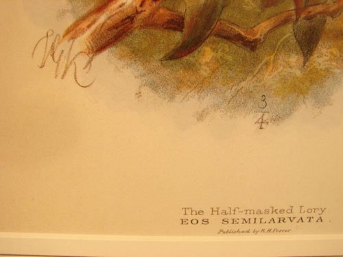 Keulemans Hand Colored Lithograph Print of Birds - 4