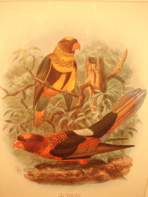 Keulemans Hand Colored Lithograph Print of Birds