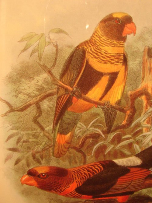 Keulemans Hand Colored Lithograph Print of Birds - 3
