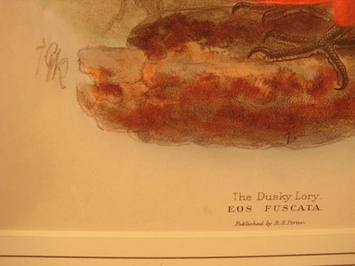 Keulemans Hand Colored Lithograph Print of Birds - 4