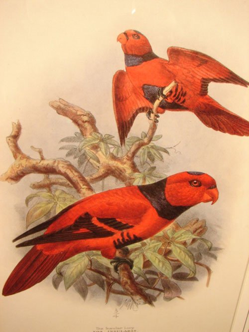 Keulemans Hand Colored Lithograph Print of Birds