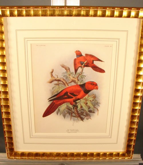 Keulemans Hand Colored Lithograph Print of Birds - 2