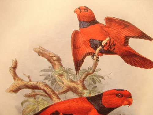 Keulemans Hand Colored Lithograph Print of Birds - 3
