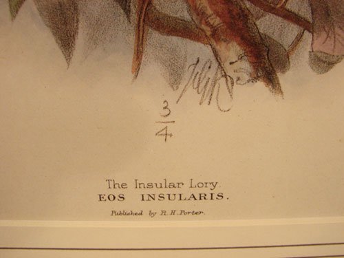 Keulemans Hand Colored Lithograph Print of Birds - 4