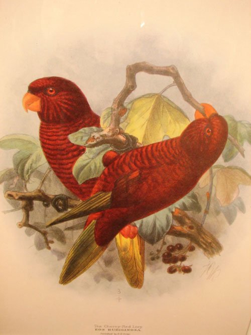 Keulemans Hand Colored Lithograph Print of Birds 
