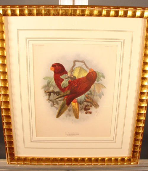 Keulemans Hand Colored Lithograph Print of Birds  - 2