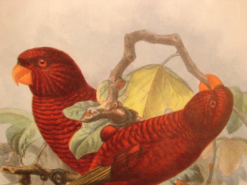 Keulemans Hand Colored Lithograph Print of Birds  - 3