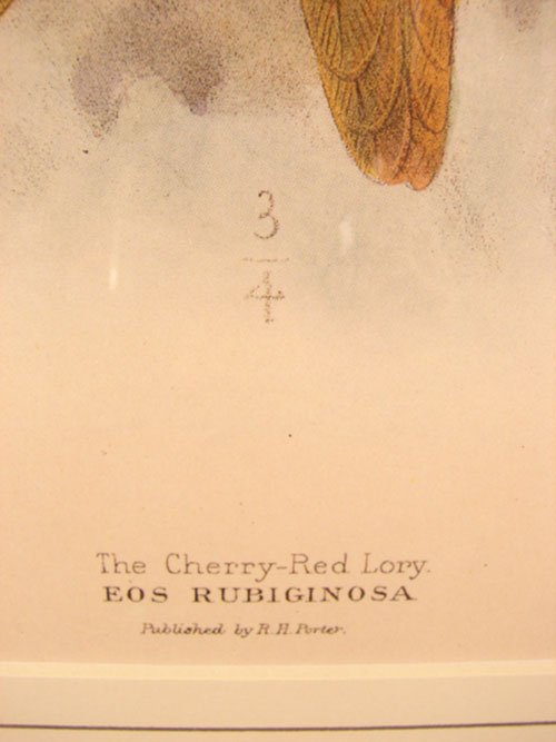 Keulemans Hand Colored Lithograph Print of Birds  - 4