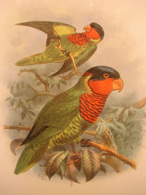 Keulemans Hand Colored Lithograph Print of Birds