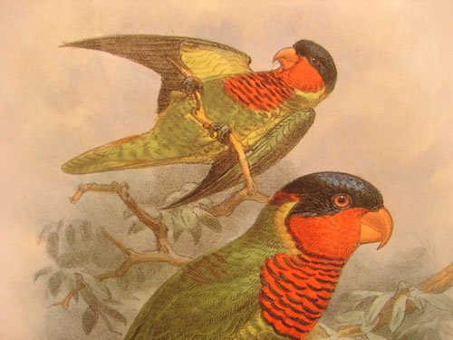 Keulemans Hand Colored Lithograph Print of Birds - 3