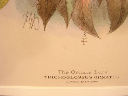 Keulemans Hand Colored Lithograph Print of Birds - 4