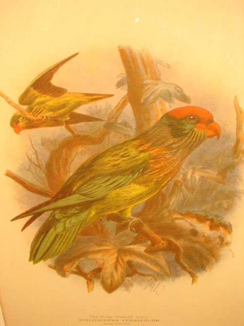 Keulemans Hand Colored Lithograph Print of Birds