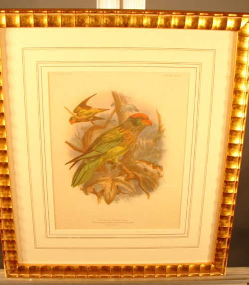 Keulemans Hand Colored Lithograph Print of Birds - 2