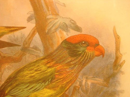 Keulemans Hand Colored Lithograph Print of Birds - 3