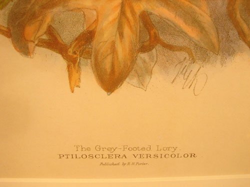Keulemans Hand Colored Lithograph Print of Birds - 4