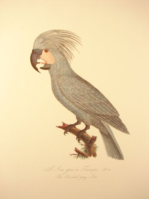 Beautiful Colored Lithograph Print after original