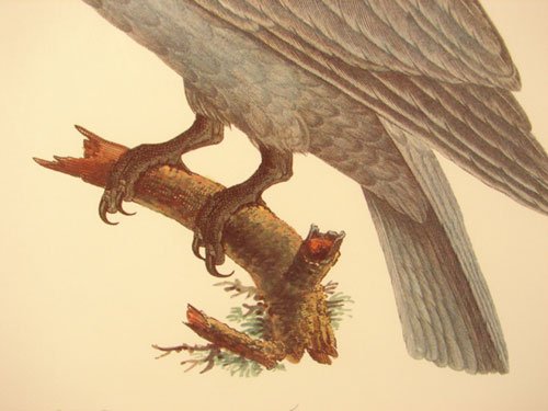 Beautiful Colored Lithograph Print after original - 4