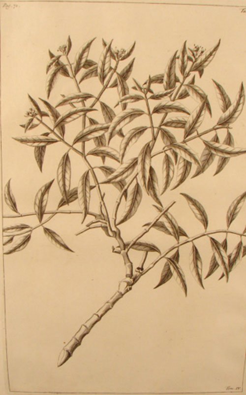 Antique Botanical Print. French, 18th / 19th cent
